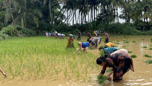 Paddy transplantation
